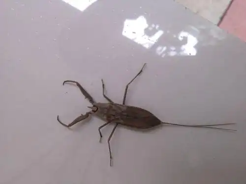 我想知道这是什么昆虫?