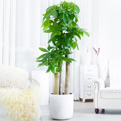 发财树大型-特价促销-优惠券领取-价格|多少钱|什么牌子好-35优惠券网