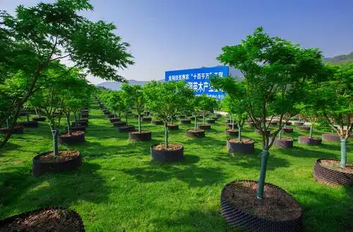 七彩长滩彩色苗木核心示范基地