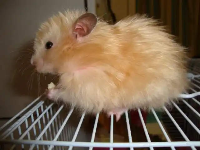 呆萌动人的西施熊动物图片