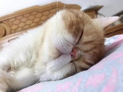 养一只智商低的大傻猫还是挺好的!