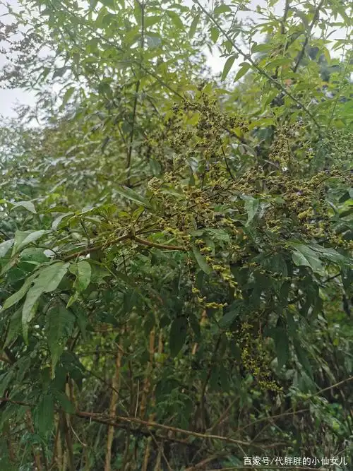 农村有一句俗语叫黄荆棍下出好人,不知你听过没?