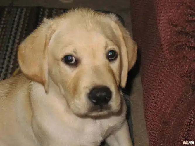 拉布拉多犬图片 奶油色 拉布拉多犬图片 拉布拉多杂交土狗图片