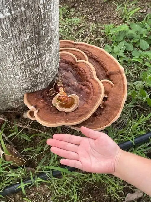 南方校园67树杆67上长出大量灵芝 质地坚硬品相良好比手掌大_腾讯