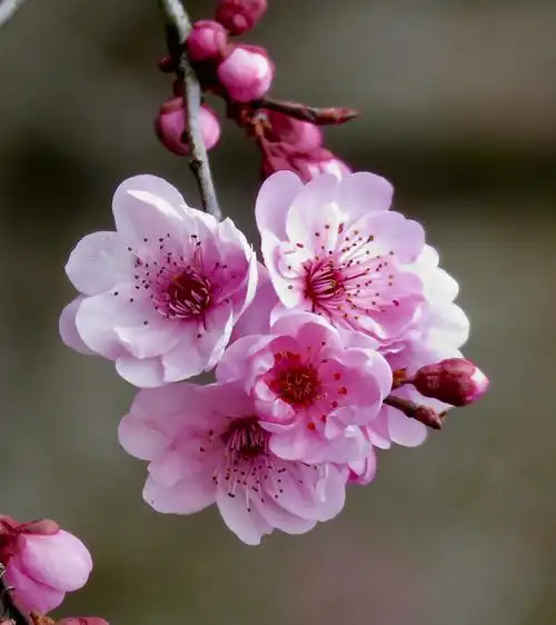 百花争艳的春天