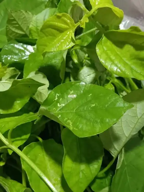 你们吃过这菜吗叫什么名字