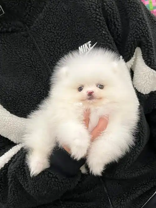 白色小体博美didi超甜性格好09