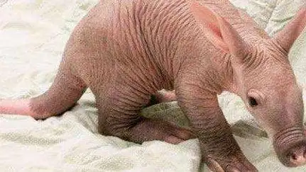 世界上最恐怖兔子:肿瘤兔(脸上长满黑色肿瘤)