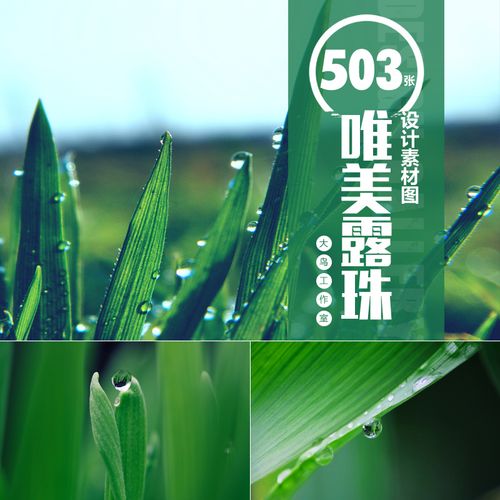 唯美草丛露珠素材大图绿叶水珠雨后水滴绿色背景高清透明水珠图片