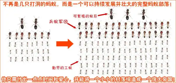 蚂蚁是民主制社会吗?