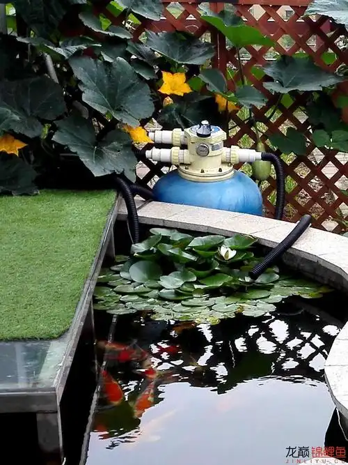 养鱼新手的楼顶鱼池