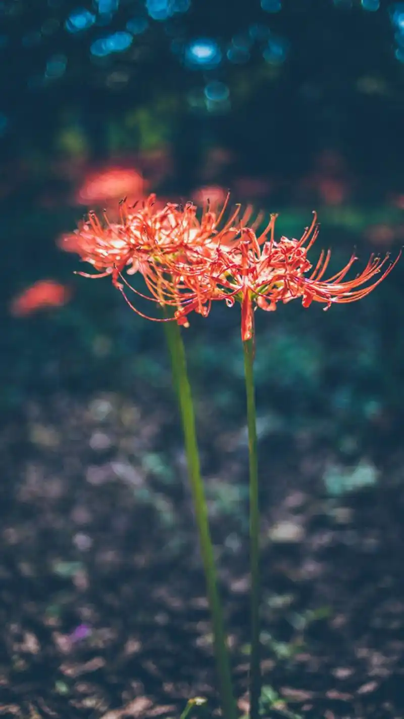 娇艳迷人彼岸花唯美图片手机壁纸
