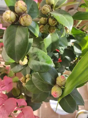 请问一下大家,我们家的山茶花一直是花苞是什么情况呀