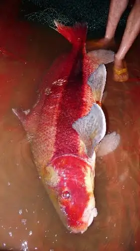 罕见胭脂鱼放归嘉陵江