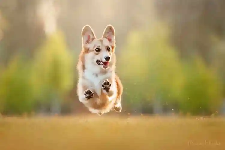 挑选纯种柯基犬的技巧