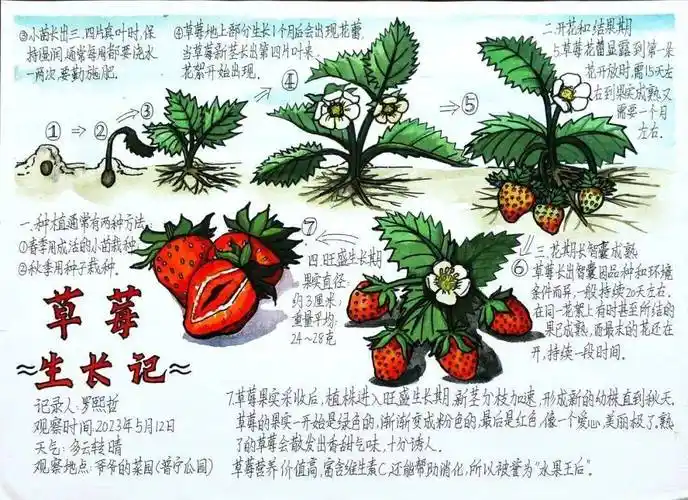 "少年儿童心向党"自然笔记优秀作品展播(六)_指导老师_活动_征集