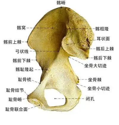 正常髋骨解剖示意图-人体解剖图