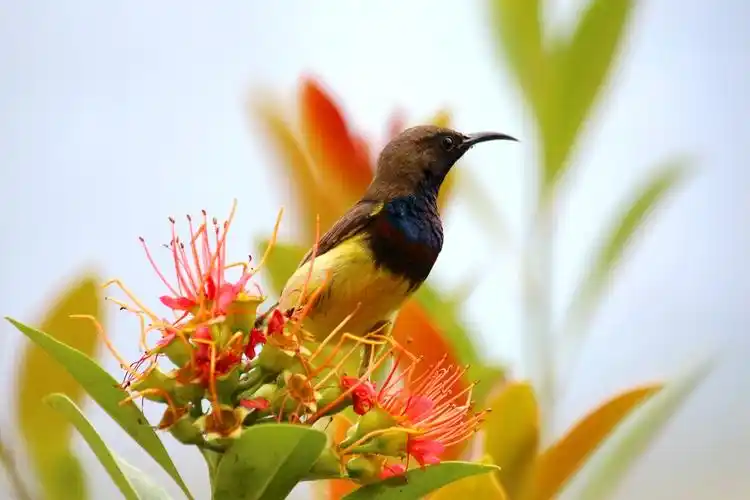 黄腹花蜜鸟雄雌