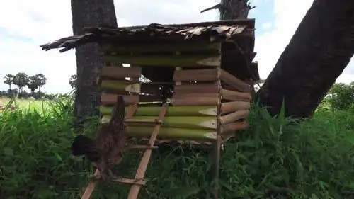 农村大叔隐居深山,利用竹子自制简易鸡舍,这手艺真是太厉害了