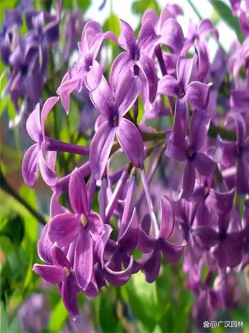 紫丁香苗是怎么看出真假的