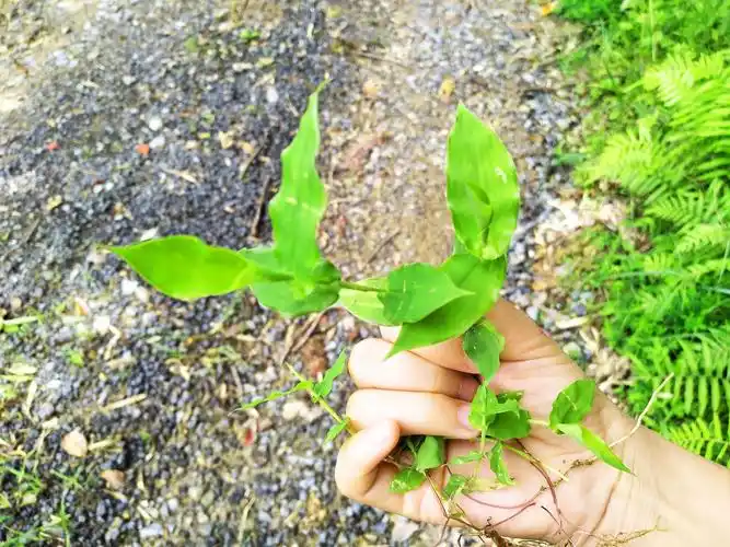 这野草酷似竹子,曾是"帝王草",如今遍地皆是,卖到15元一斤