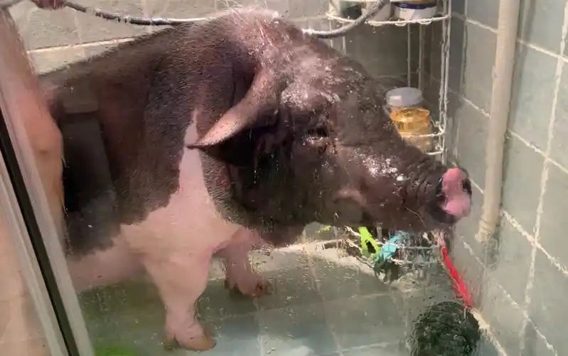 宠物猪洗澡反正也不是很愿意吧
