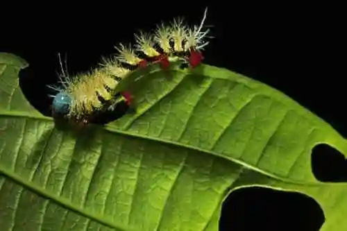 小时候印象中吃树叶的毛毛虫