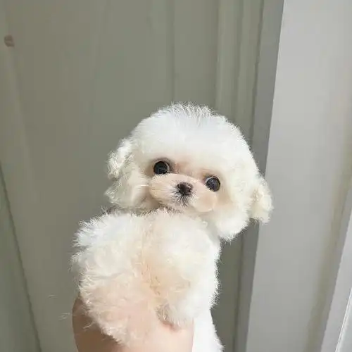 茶杯泰迪白色弟弟中四位