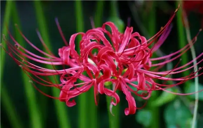 【植物世界】石蒜花开红艳艳---曼殊沙华