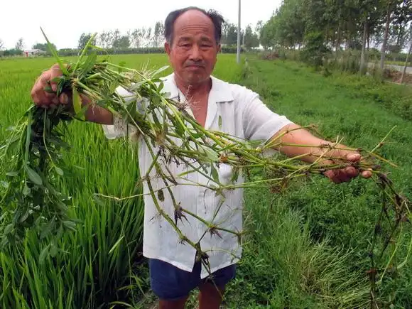 水花生超强的生命力