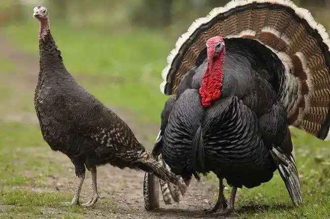 个头最大的鸡是什么鸡