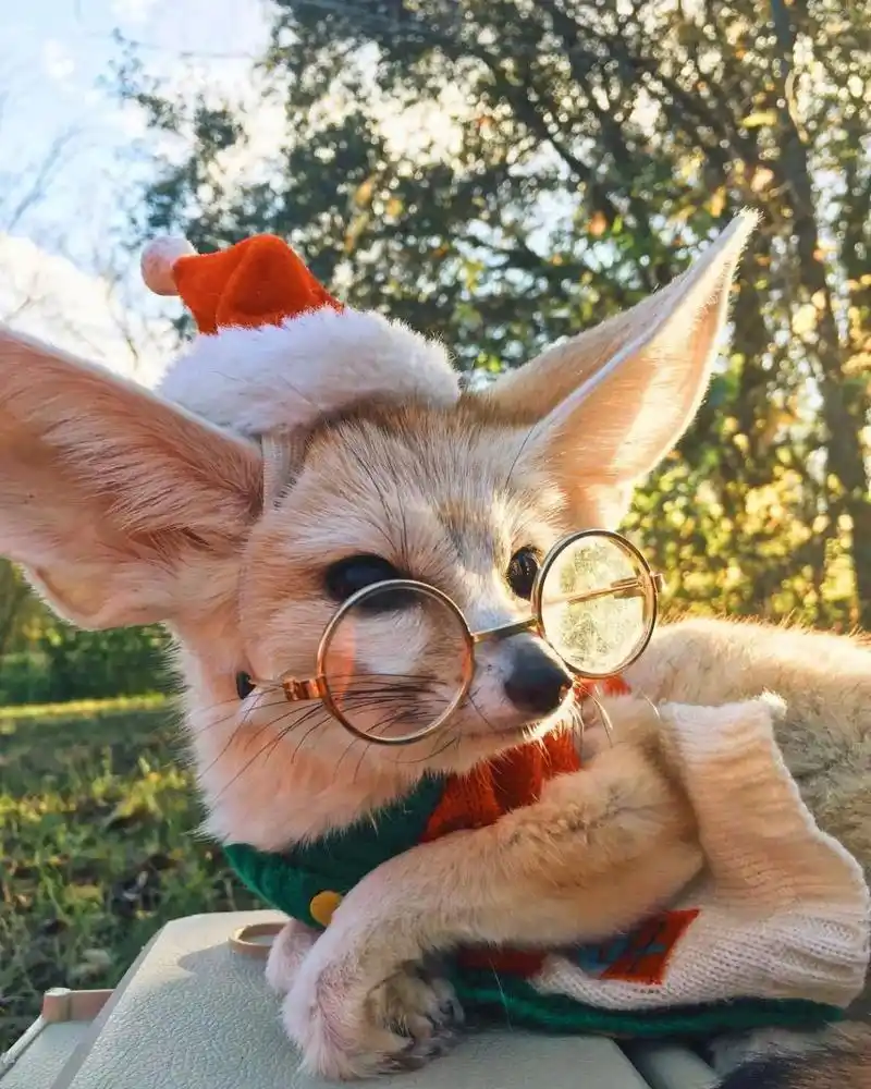 疯狂动物城芬尼克—耳廓狐 耳廓狐(学名:vulpeszerda) 在《疯狂动物城