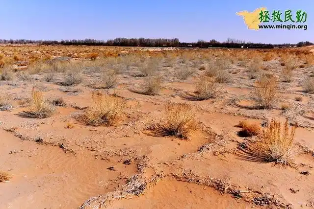 看 这就是你种的梭梭树