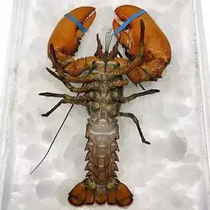 【包活到家】鲜活波龙活的波士顿龙虾特大龙虾海鲜水产生鲜活体虾