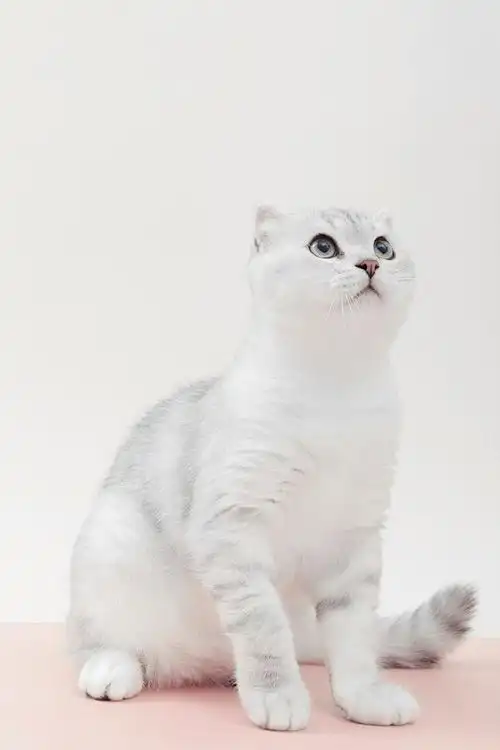 david05020160从dannydan转采于2022-03-17 13:03:03英短 银