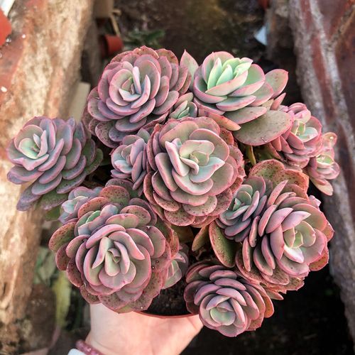 秀妍果冻色老桩红色多肉植物办公室阳台绿植花卉多肉植物