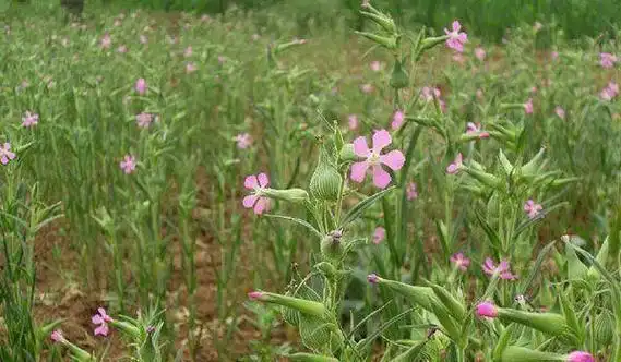 小时候常吃的小葫芦,好吃不说还能滋阴调经!_网易订阅