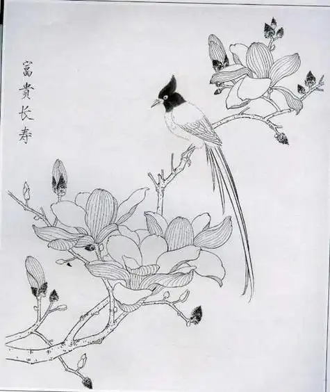 工笔画白描工笔画白描底稿高清图片