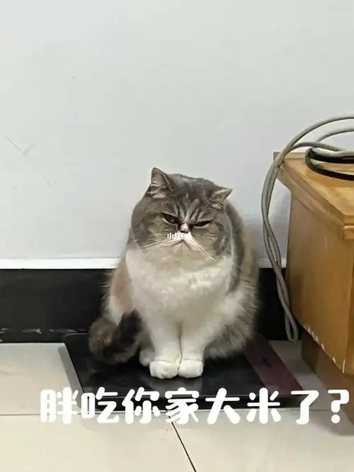 猫咪日常花生:胖吃你家大米了?