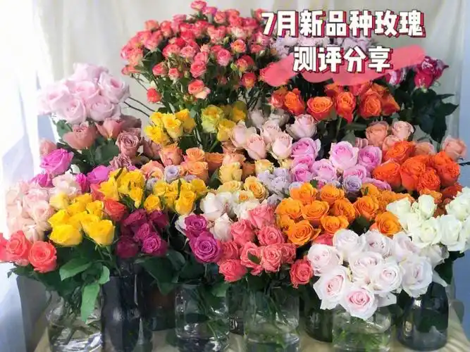 新品鲜花测评7月新品种玫瑰快乐分享