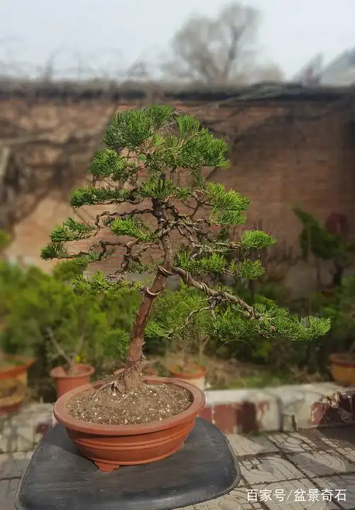 绿化苗小龙柏的变化.