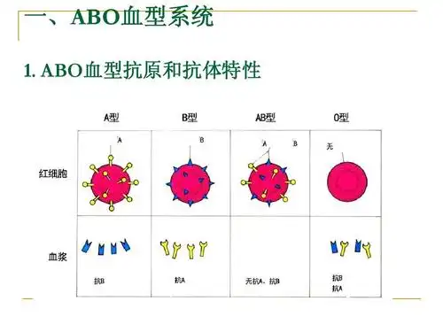 一,abo血型系统 1. abo血型抗原和抗体特性