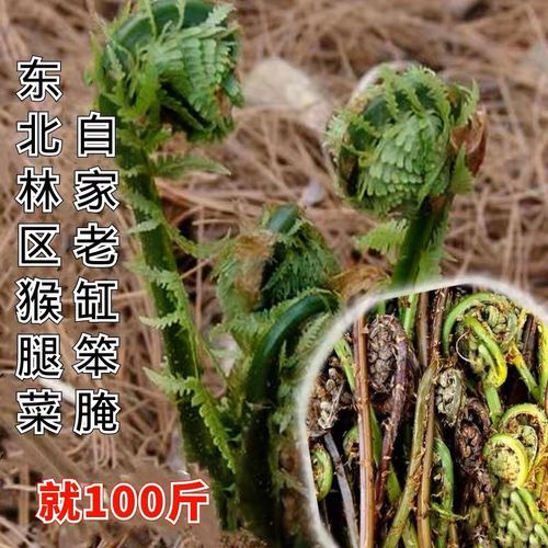 东北特产黑龙江伊春林区新鲜山猴腿菜农家腌制山野菜500g包邮