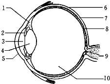 据眼球结构示意图,回答