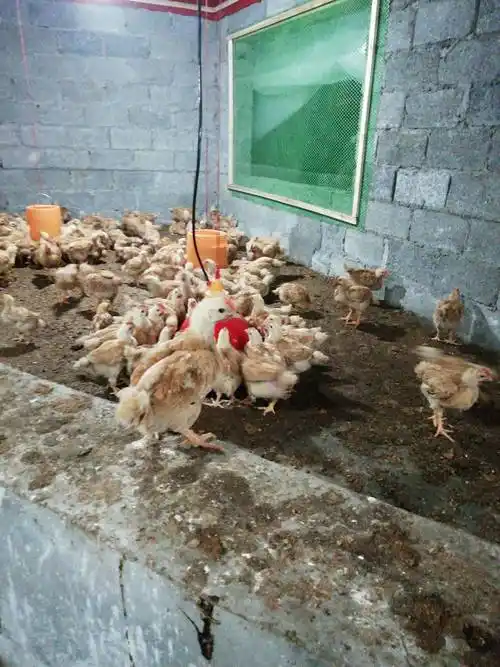 长期出售各种脱温鸡苗