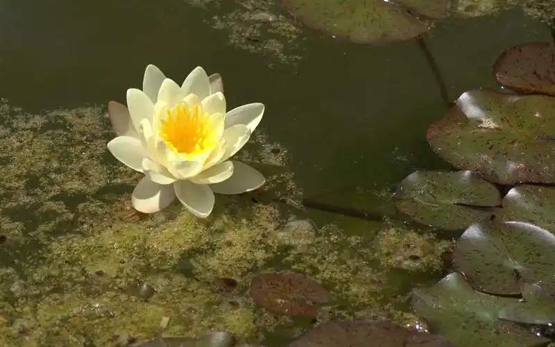 water lily 睡莲 高清壁纸