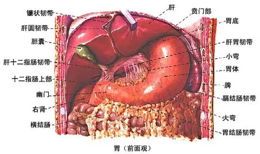 胃- 解剖学基础理论-医学教育网 - 37度医学网