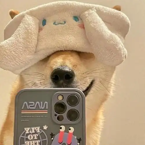 适合当头像的狗狗图片(蠢萌的柴犬头像) - 赤虎壹号