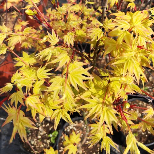 日本红枫枫树金青玄seigenaureum槭树日本红枫盆栽树苗花园绿植