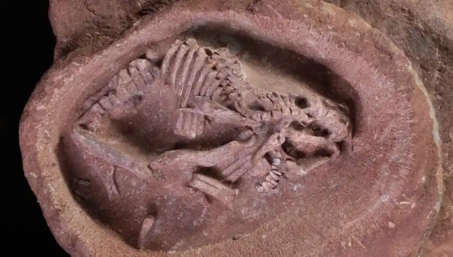 中国发现迄今为止科学记录最完整鸭嘴龙胚胎化石